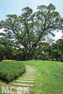 山丘上的树,树影婆娑的自然画卷