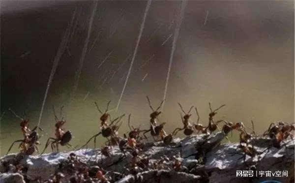 蚂蚁的袭击,揭秘自然界中的神秘现象