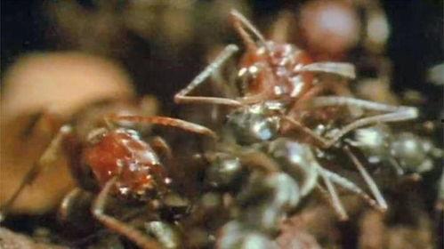 蚂蚁的袭击,揭秘自然界中的神秘现象